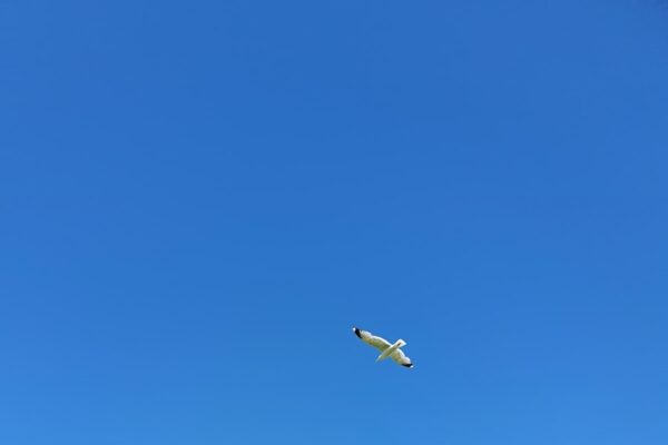 Photo airplane