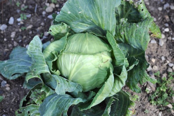 Photo vegetable patch