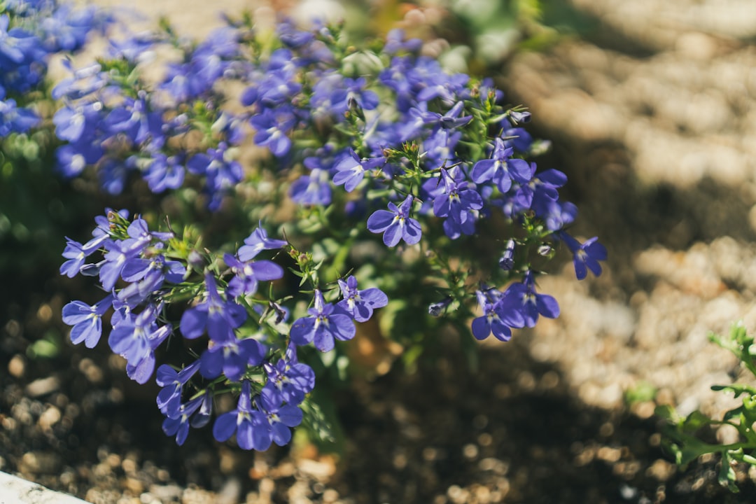 Photo flowerbed