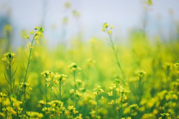 Photo mustard color