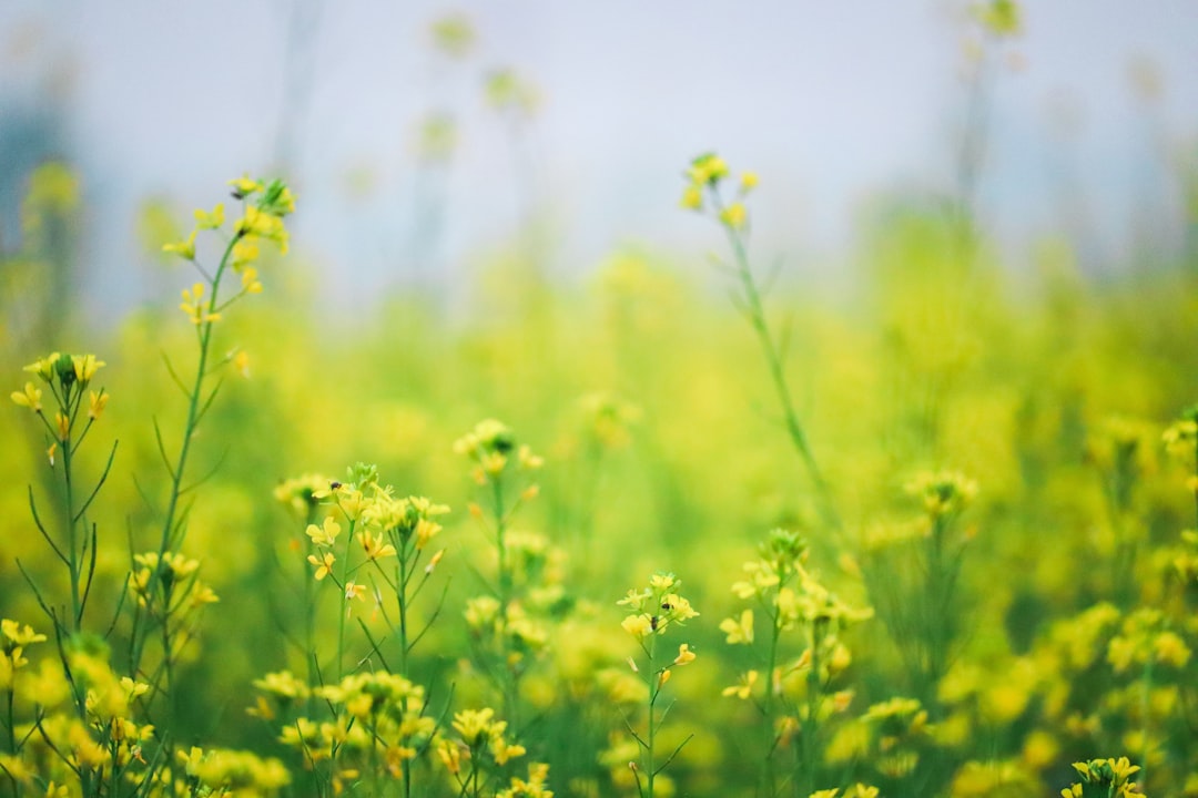 Photo mustard color